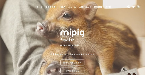 mipig cafeのホームページ